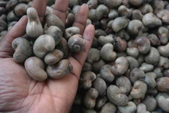 TOSFAT Raw Cashew Nut