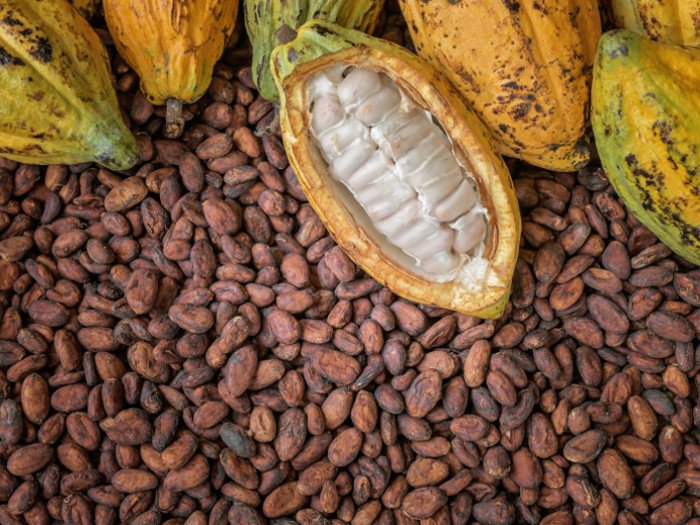 TOSFAT Cocoa Beans